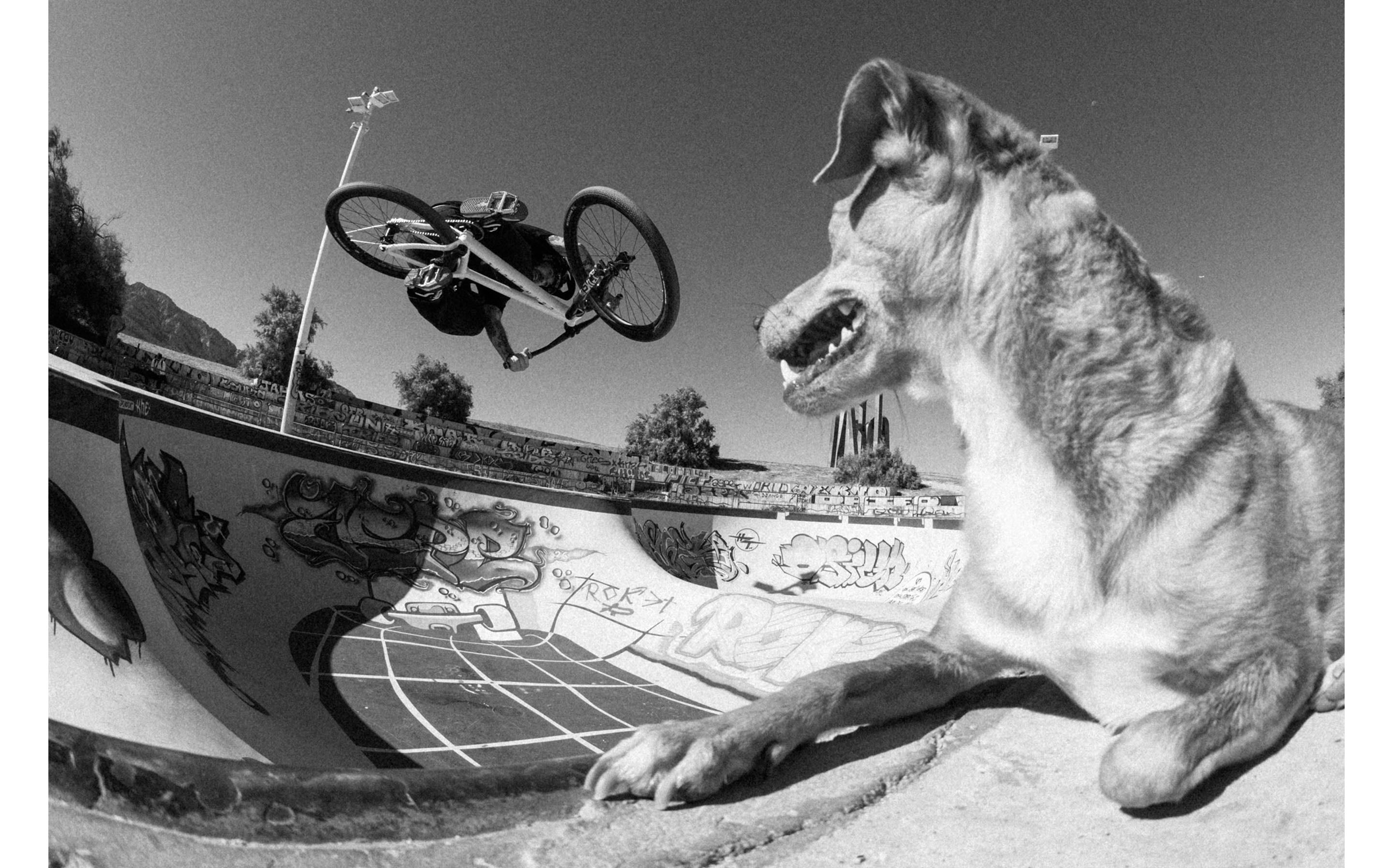 Thomas Lemoine riding Marseille skatepark with his dog onlooking