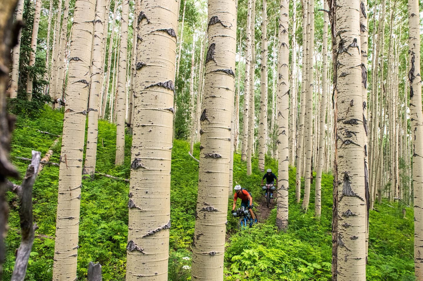 riding through the aspens