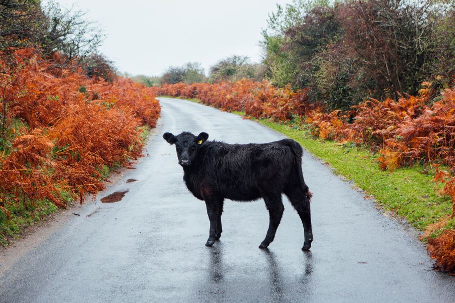 Dartmoor - Image Gallery