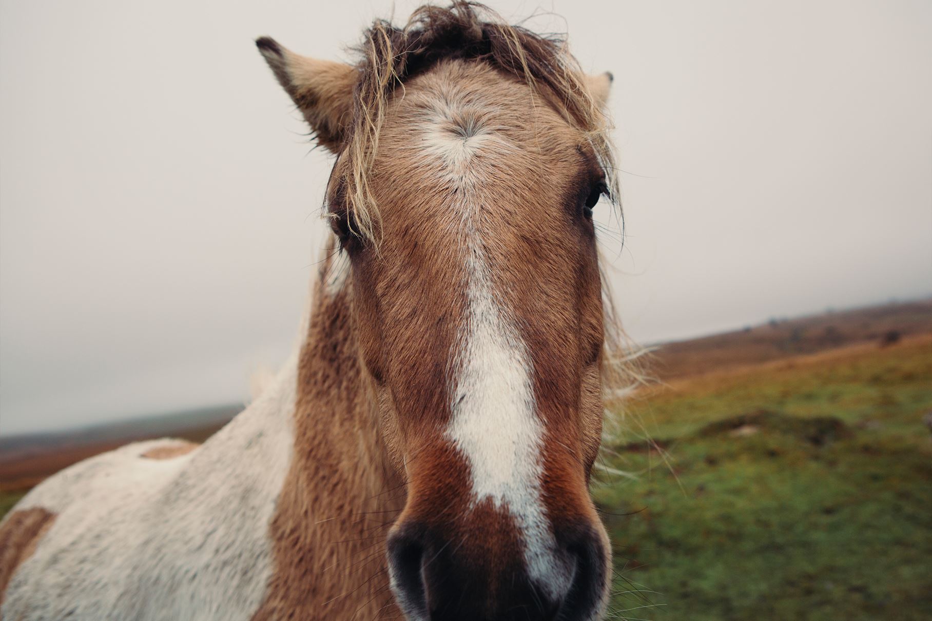 Dartmoor - Image Gallery 10