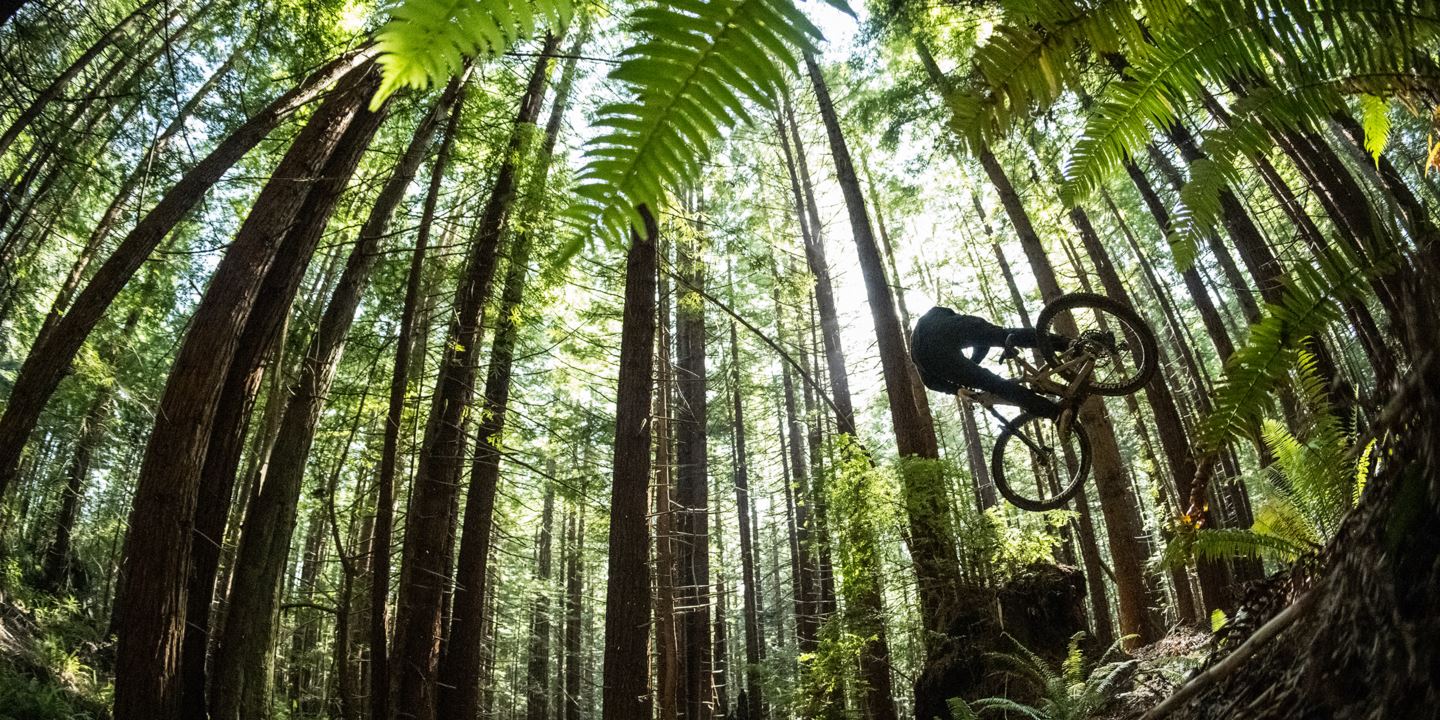 Back view of R-Dog hitting a jump in the forest.