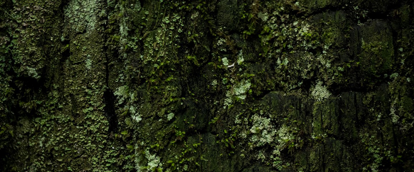 Close up of bright green lichen on an old growth tree.