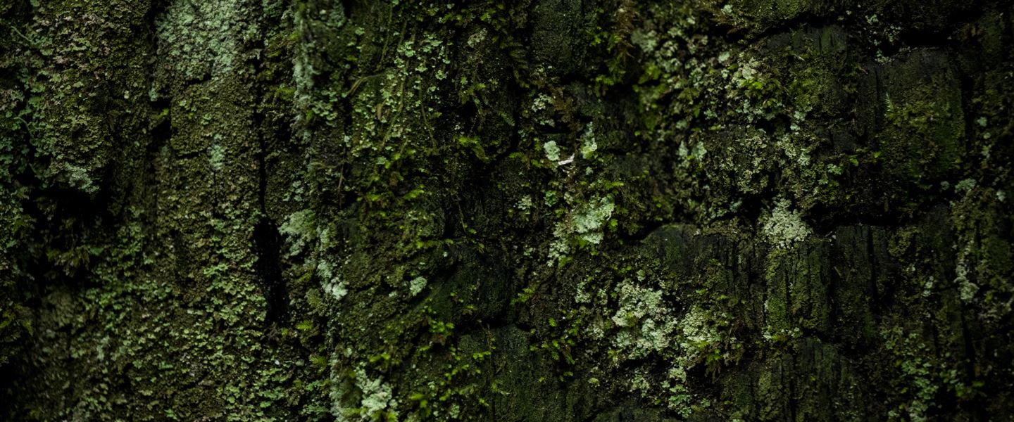 Close up of bright green lichen on an old growth tree.