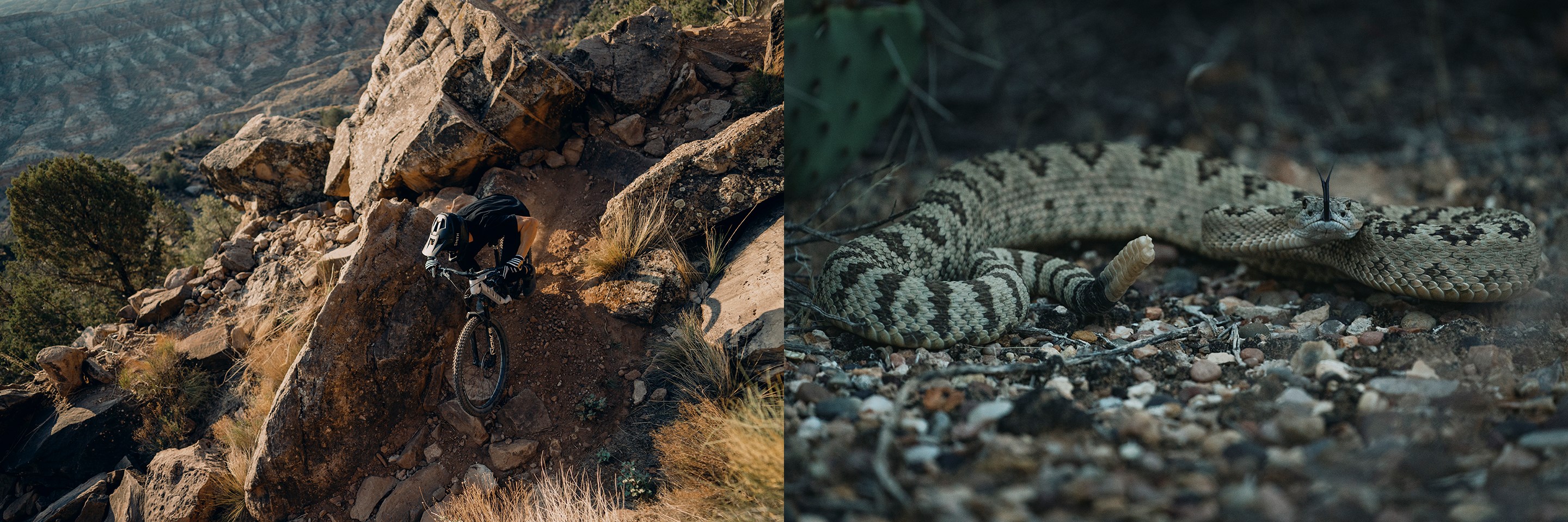 (Left) Braydon Bringhurst descending a technical part of Grafton Mesa DH. (Right) a rattlesnake with its tongue out.