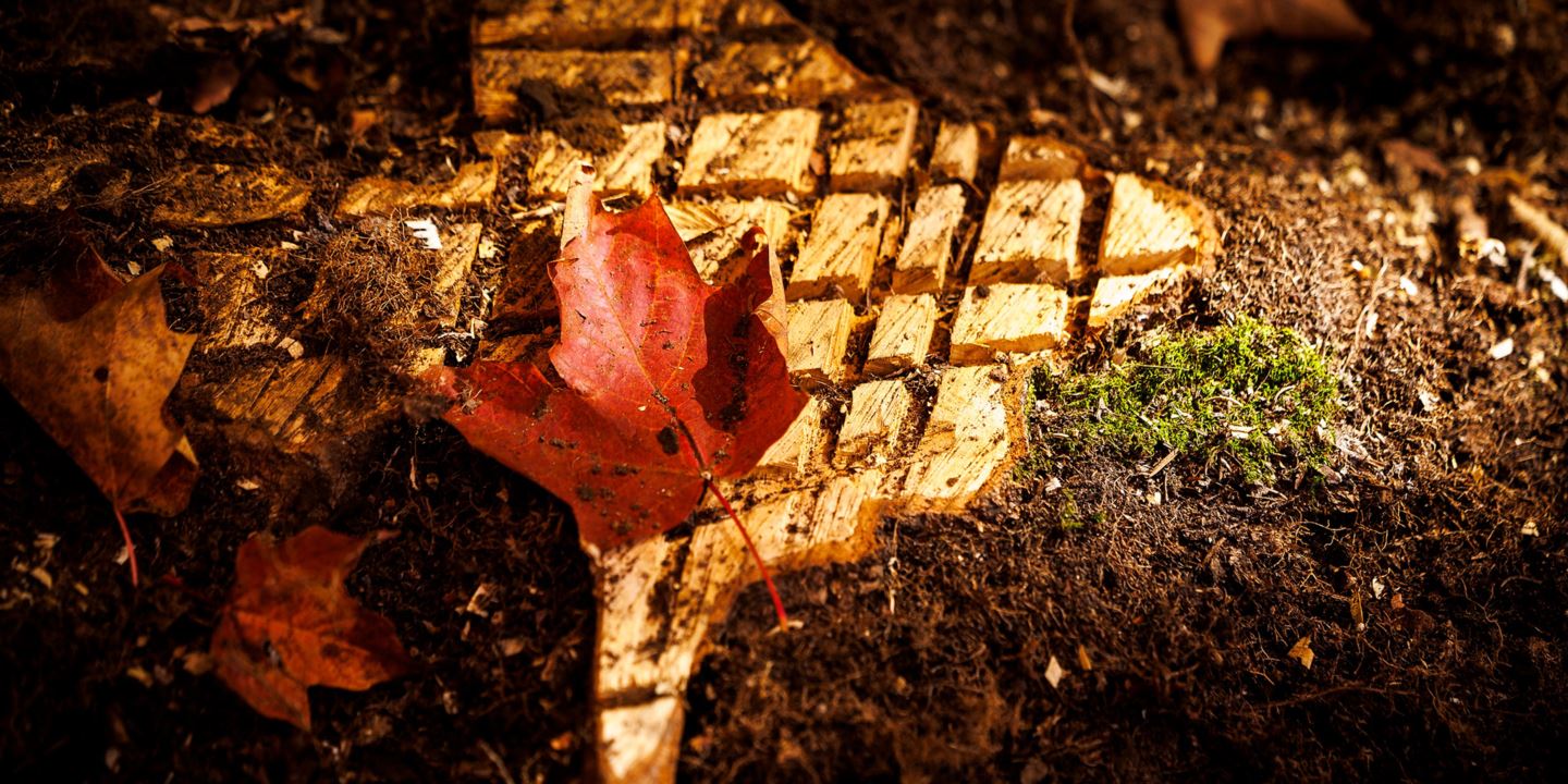 A close-up of a red maple leaf on a tree trunk.